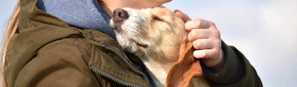 lovely-pet-portrait-isolated